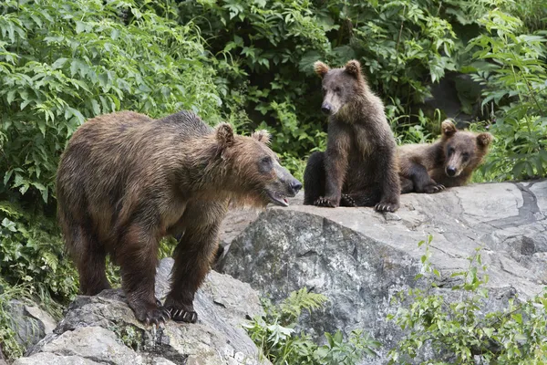 Ursos em rochas — Fotografia de Stock