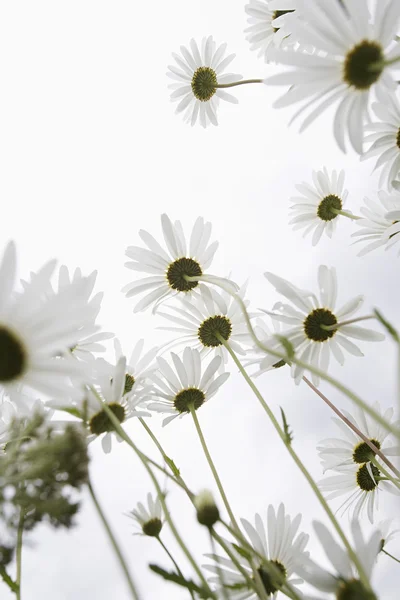 Daisy Flowers In Field — Stock Photo, Image