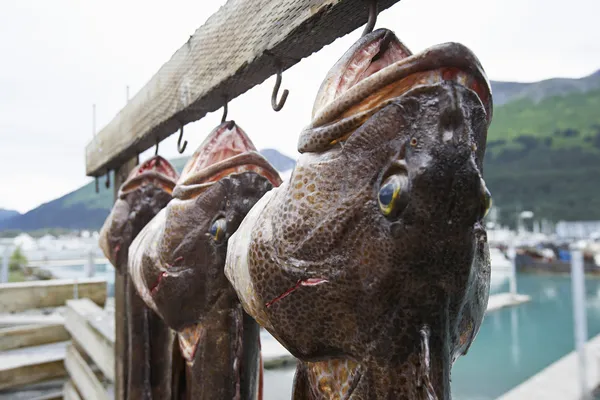 Grandes peces de bacalao colgando de anzuelos — Foto de Stock