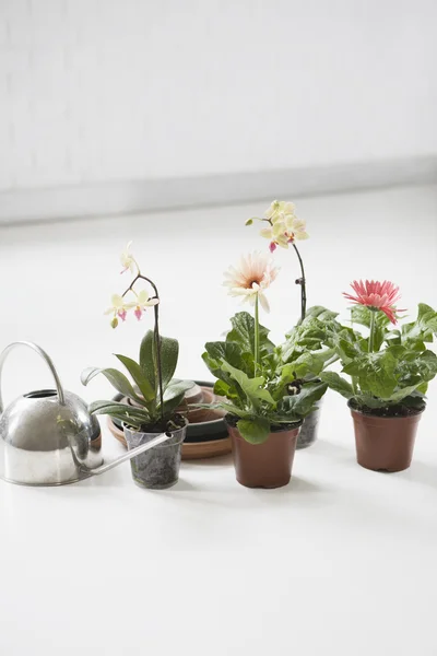 Plantas em vaso e regador no chão — Fotografia de Stock