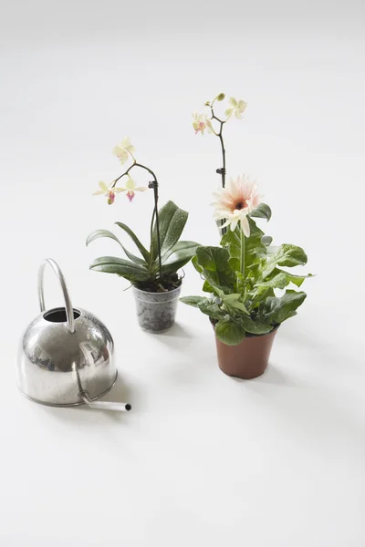 Plantas de flores en maceta y regadera — Foto de Stock