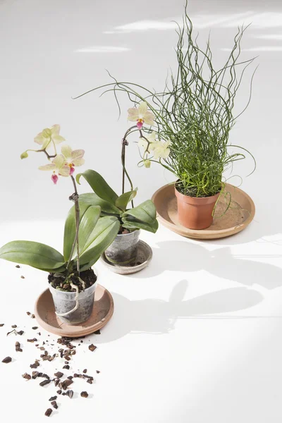 Plantas em vaso com sujeira — Fotografia de Stock