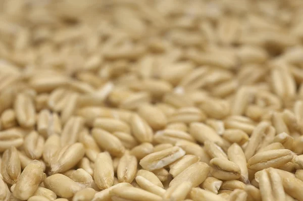 Full Frame Of Wheat Grains — Stock Photo, Image