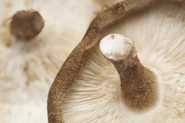 Brown Mushroom — Stock Photo, Image