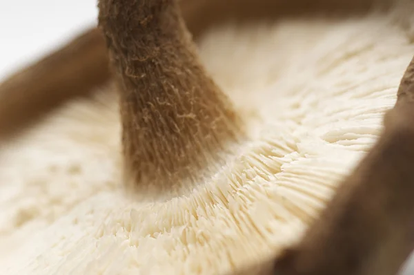 Mushroom cap background — Stock Photo, Image