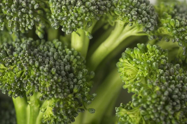 Organické zralé brokolice — Stock fotografie