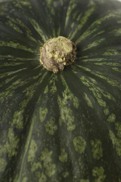 Ripe green pumpkin — Stock Photo, Image