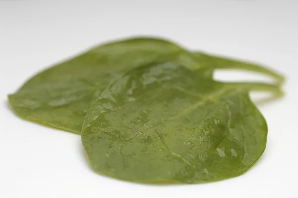 젖은 시금치 잎 — 스톡 사진