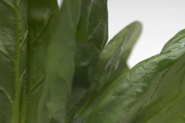 Hojas de espinacas verdes saludables — Foto de Stock