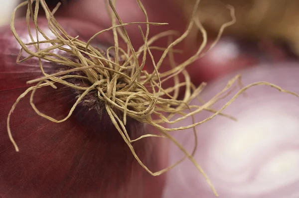 Detalle de las raíces de cebolla — Foto de Stock