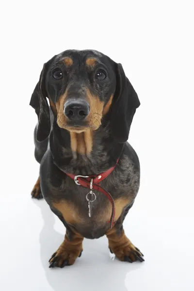 Dachshund portant le collier rouge — Photo