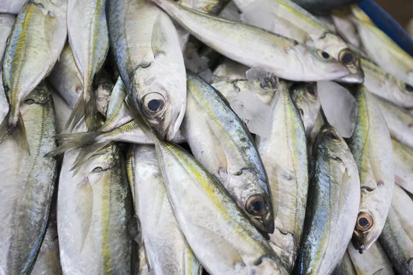 Pesce fresco in vendita — Foto Stock