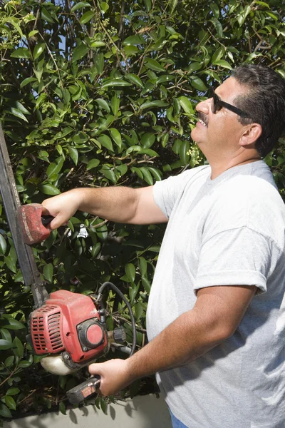 Человек срезает садовый хедж — стоковое фото