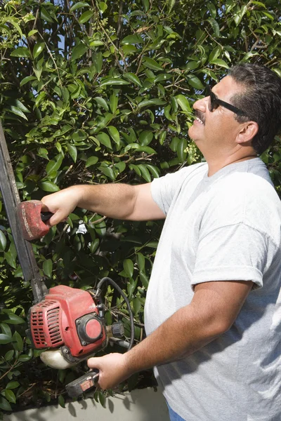 Homem corte jardim sebe — Fotografia de Stock