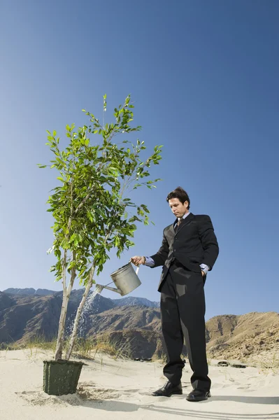 Empresário planta de rega no deserto — Fotografia de Stock