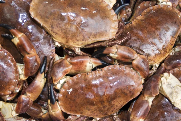Dungeness crabs background — Stock Photo, Image