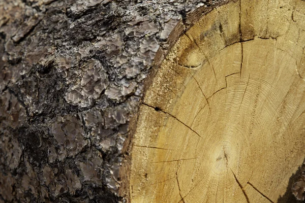 Close-Up kıyılmış ağaç kütüğü — Stok fotoğraf