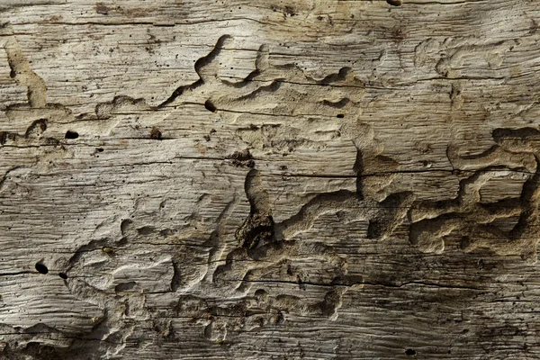 Close-up shot of wood grain pattern — Stock Photo, Image