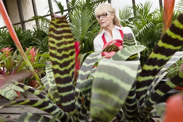 Senior female gardener working in greenhouse — Stock Photo, Image