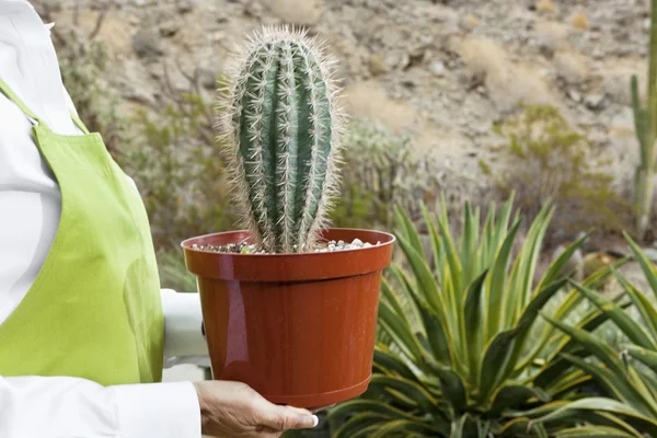 Bránice starší ženy držící hrnkových rostlin kaktusů — Stock fotografie