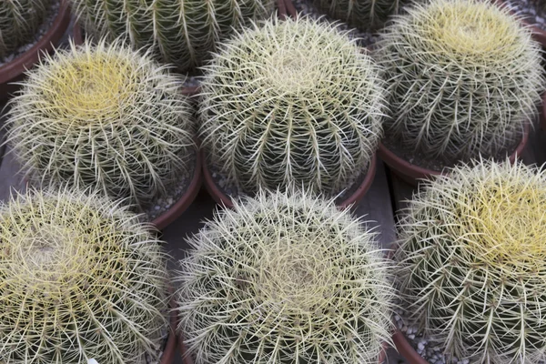 Wysoki kąt widzenia Kaktus roślin — Zdjęcie stockowe