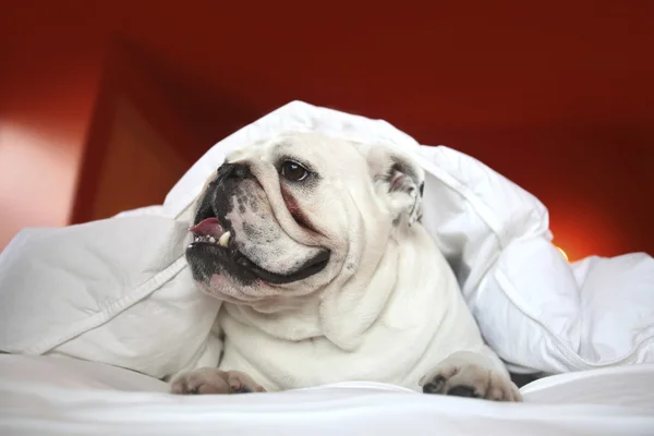 Bulldogge in weißer Decke — Stockfoto
