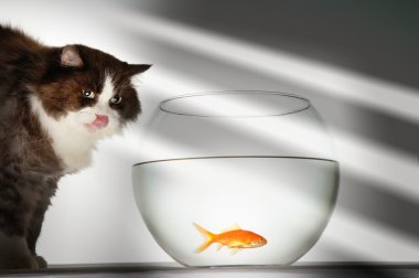 kedi balığı seyir