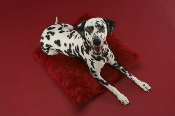 Dalmatyńskiej psów relaksujący na poduszce — Zdjęcie stockowe