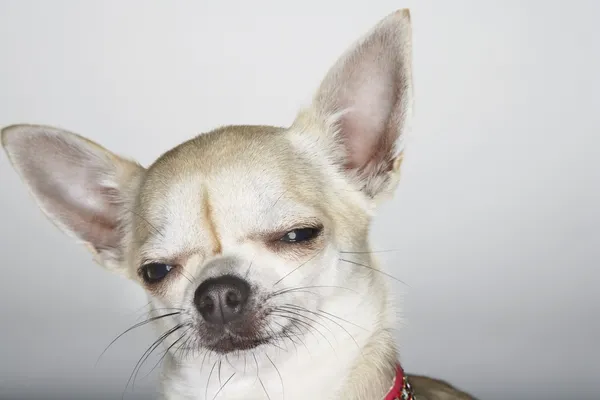 Sömniga chihuahua — Stockfoto