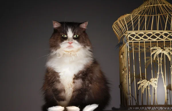 Gato sentado ao lado de gaiola de pássaro — Fotografia de Stock