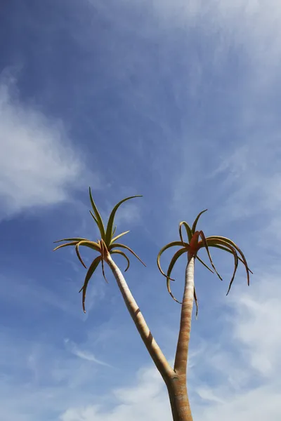 Albero di cocco contro il cielo nuvoloso — Foto Stock