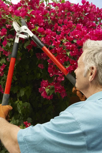 Senior man met bloemen in de tuin — Stockfoto