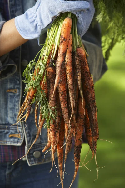 Personne tenant une grappe de carottes — Photo