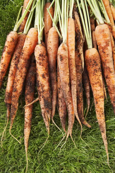 Bunch of muddy carrots — Stock Photo, Image