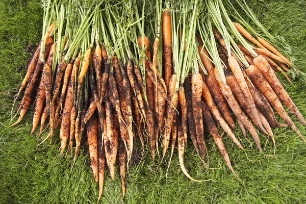 Cenouras recém-colhidas no gramado — Fotografia de Stock