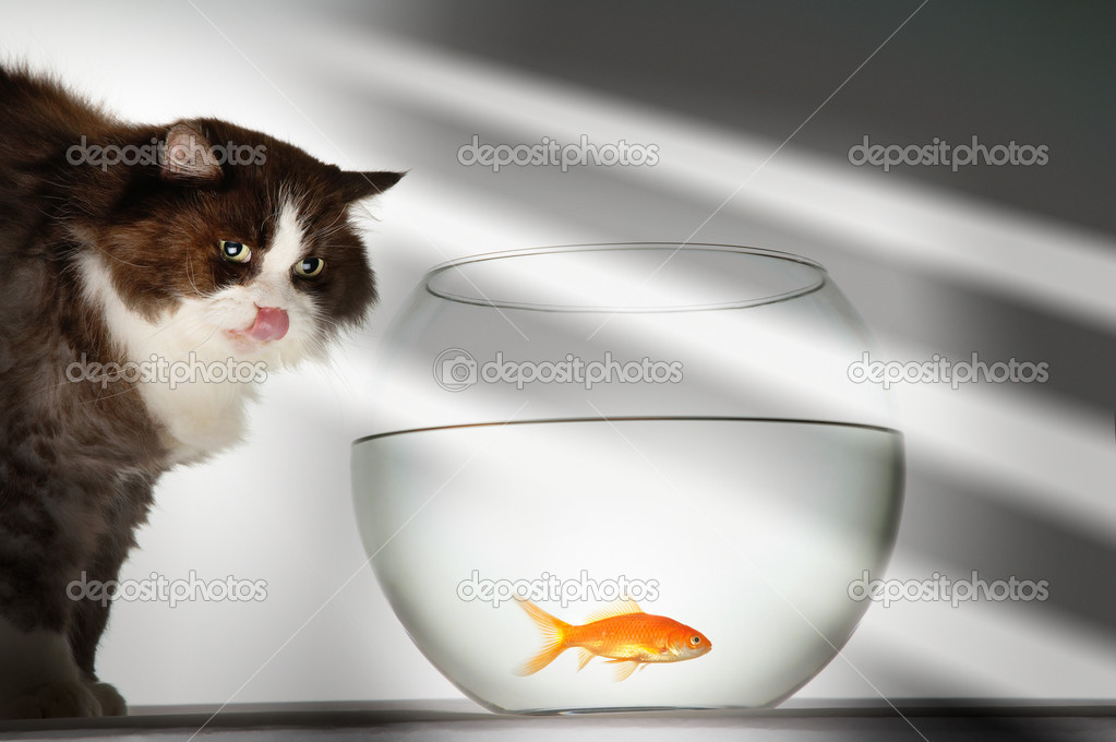 Cat Looking At Goldfish
