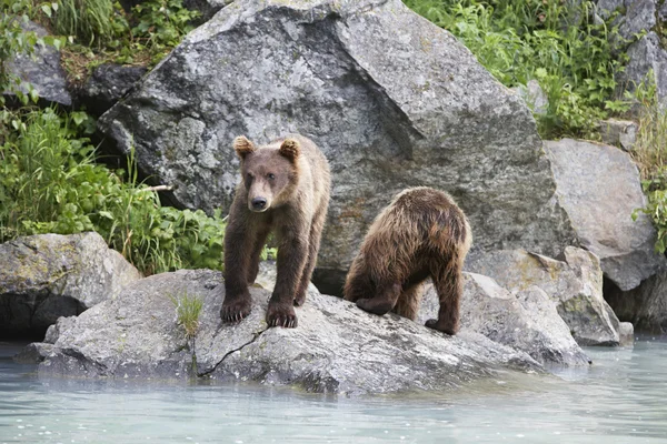 Dois ursos marrons ao lado do rio — Fotografia de Stock