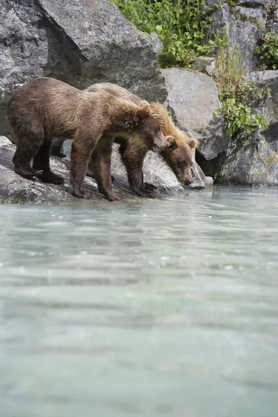 Bears Drinking Water — Stock Photo, Image