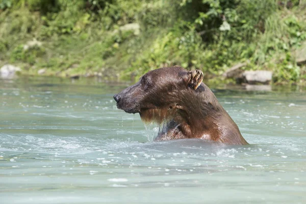 Bär schwimmt im Fluss — Stockfoto