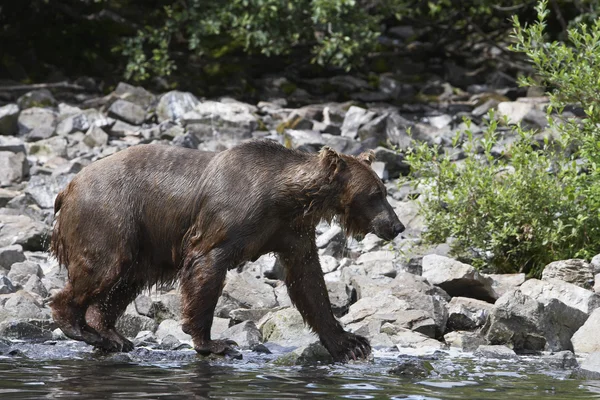 Bear Walking By Water's Edge — Stock Photo, Image