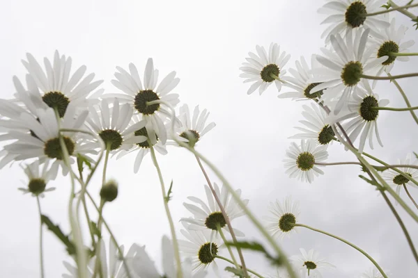 Daisy Flowers In Meadow — Stock Photo, Image