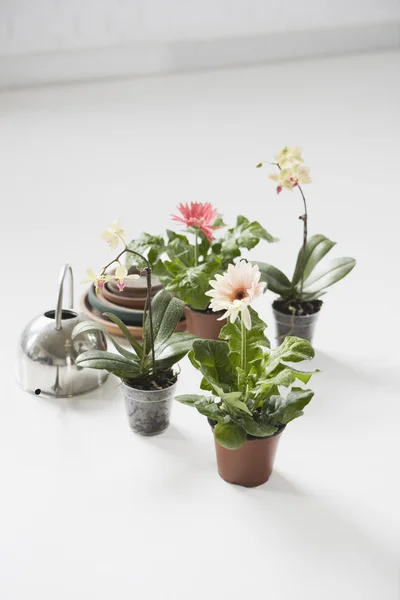 Plants And Watering Can On Floor — Stock Photo, Image