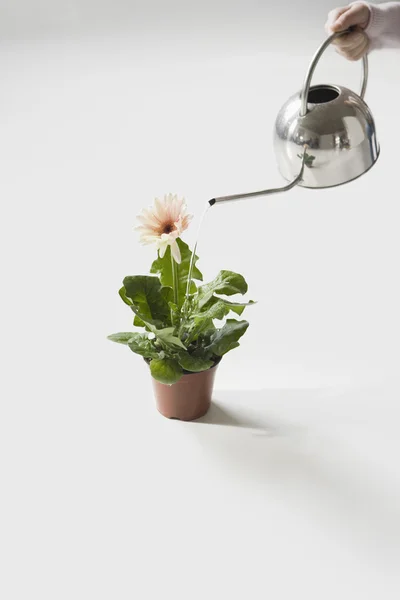 Donna annaffiamento vaso fiore — Foto Stock
