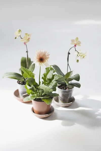 Flower Plants On Plates — Stock Photo, Image