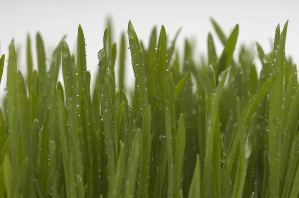 Зеленая пшеница с росой — стоковое фото