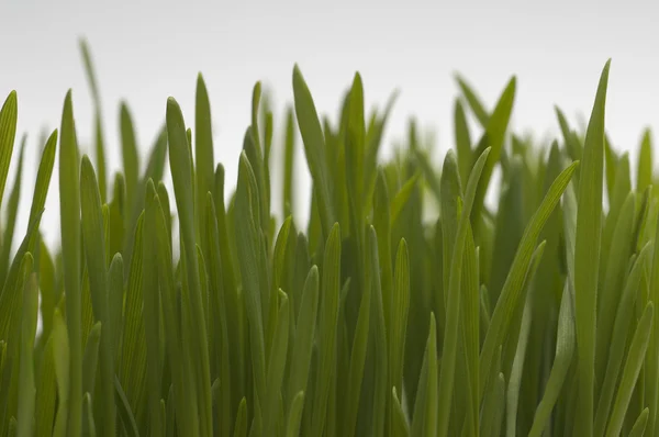 Färska blad av vetegräs — Stockfoto