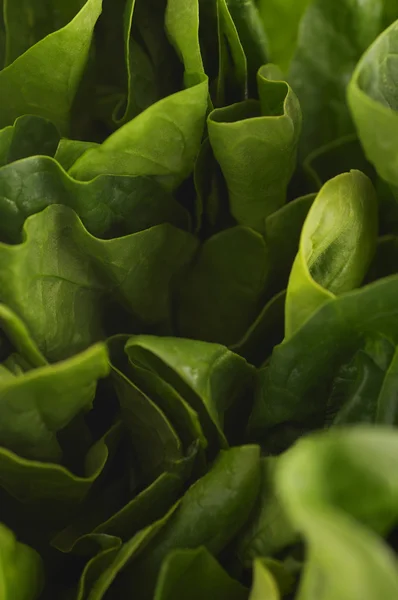 Lechuga verde madura —  Fotos de Stock