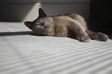 Birmanya Kedisi