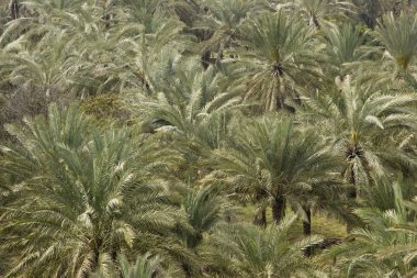 bolca palmiye ağaçları