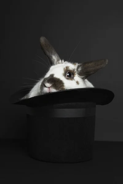 Kanin i hatt — Stockfoto